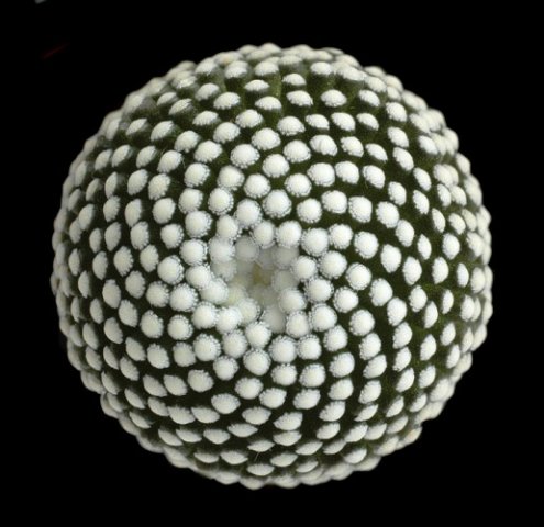 Mammillaria_luethyi_2